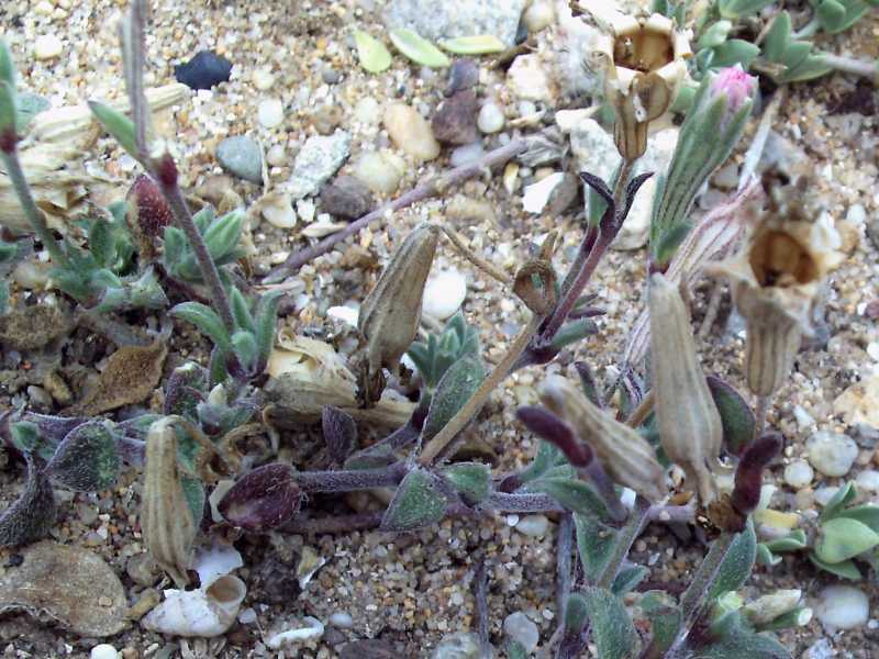 Silene cfr.nicaeensis